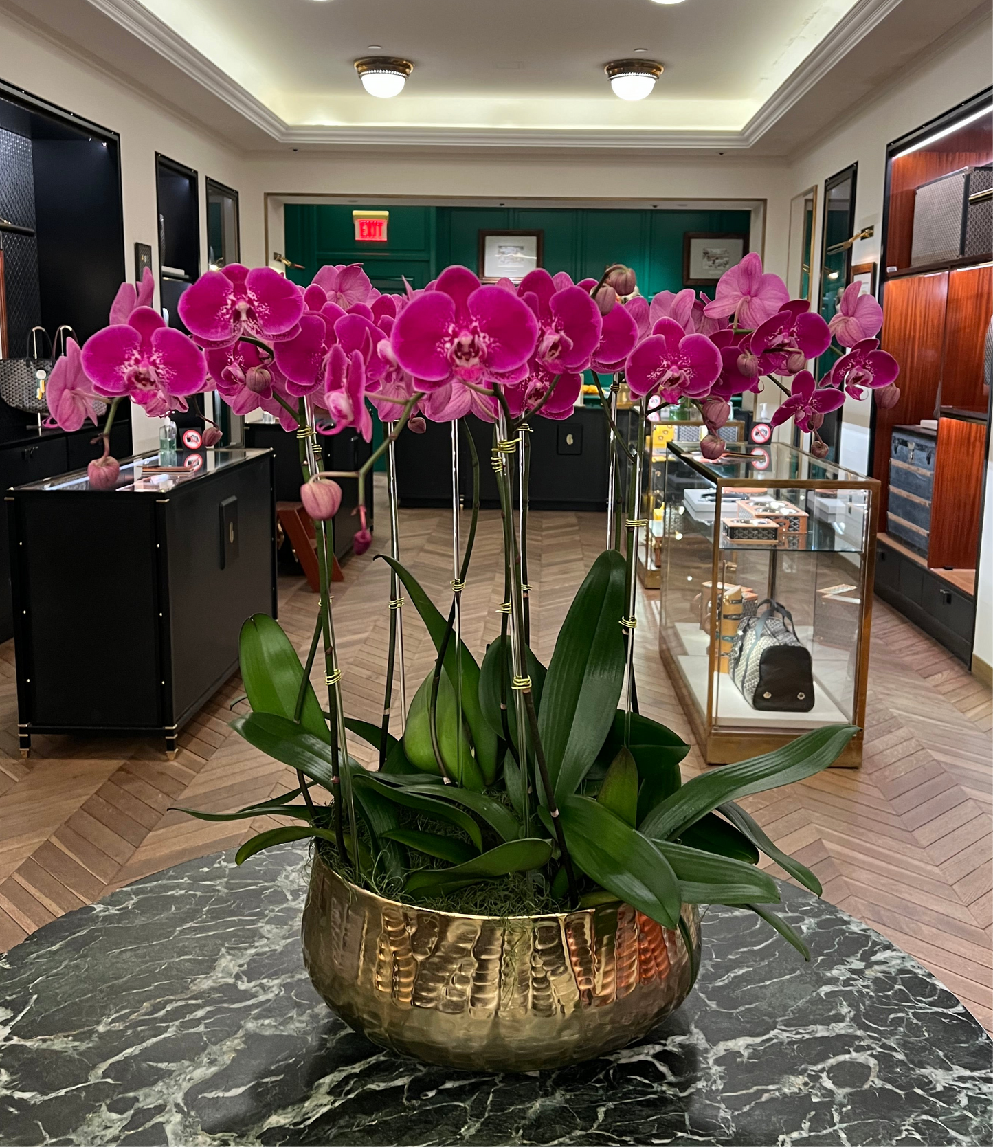 Vibrant Purple Orchids