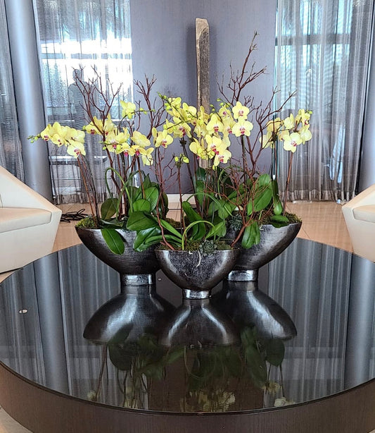 Large set or orchids