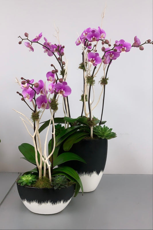 Double set of orchids