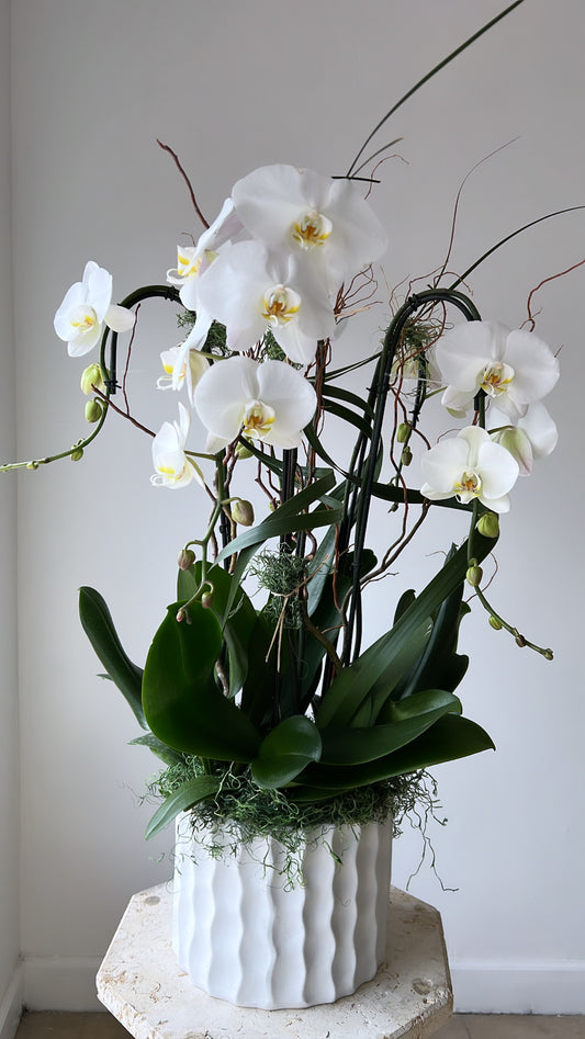 Cascading Orchids