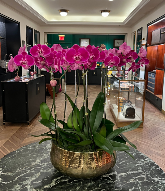 Vibrant Purple Orchids