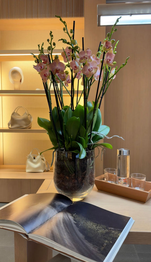 Elegant Orchids