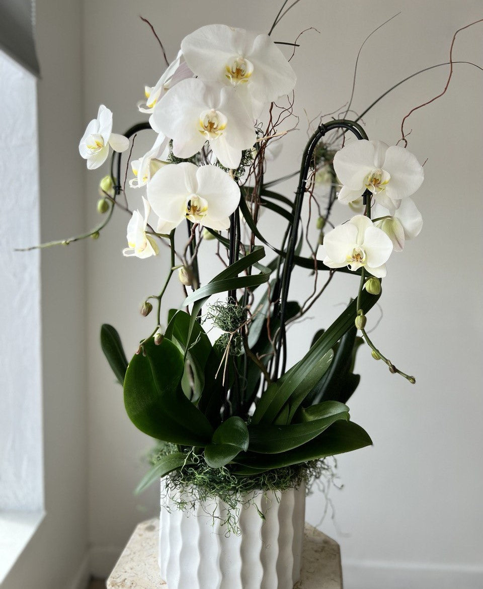 Snowfall Waterfall Orchids