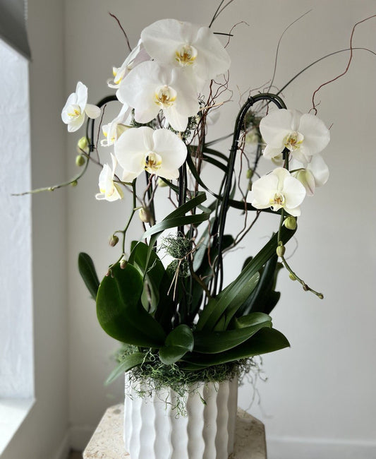 Snowfall Waterfall Orchids