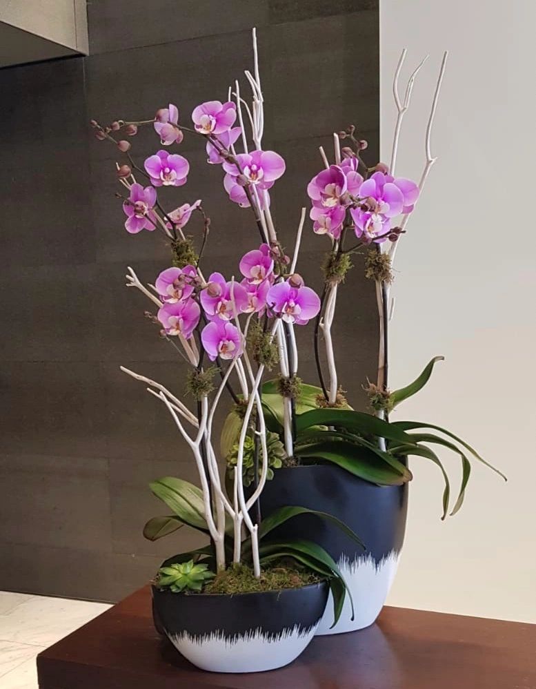 Pink Potted Orchids