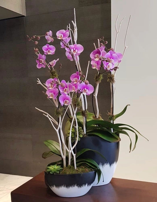 Pink Potted Orchids