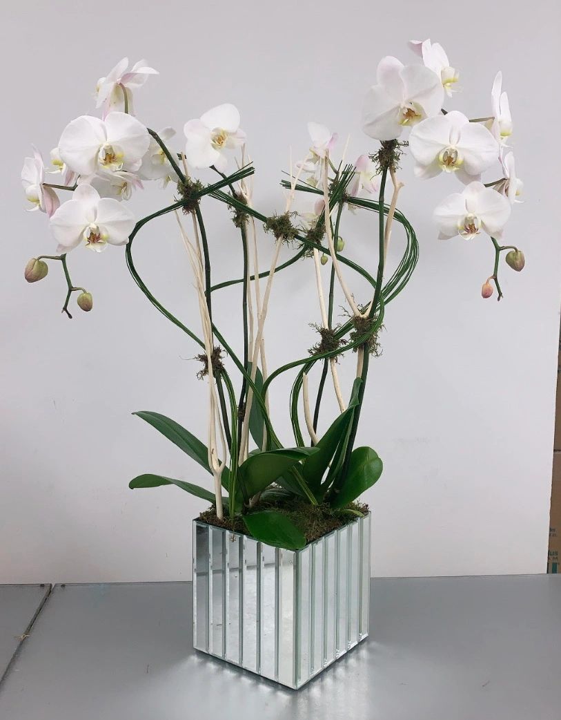 White Potted Orchids