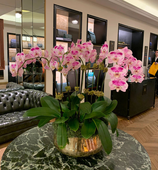 Orchids’ Centerpiece